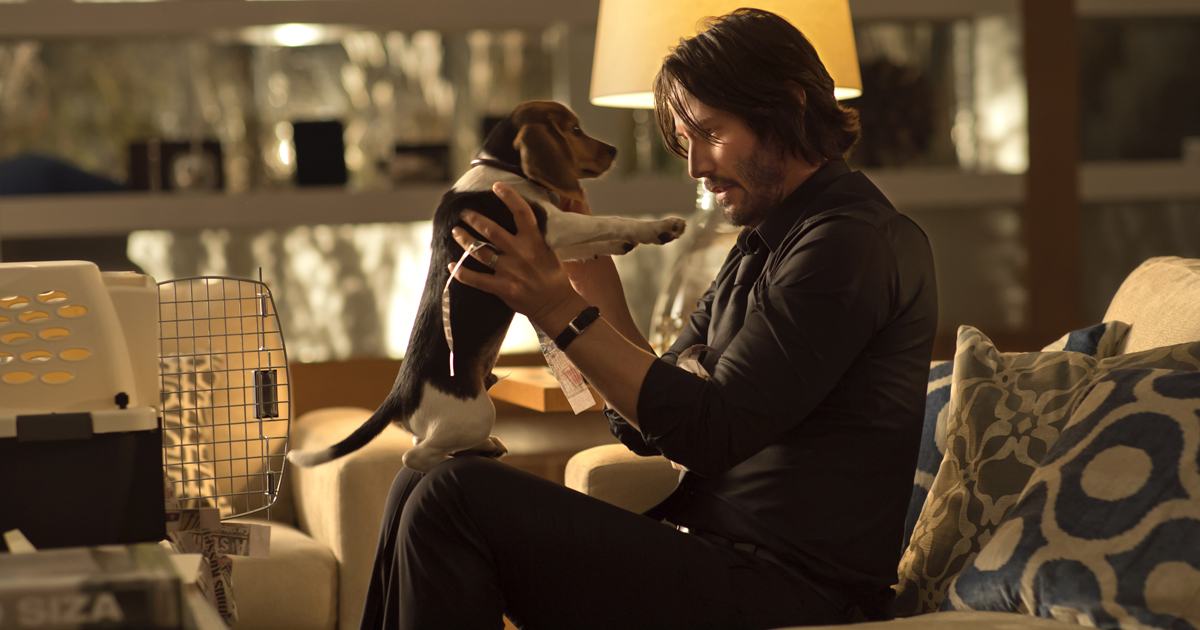 john wick beagle curiosity movie