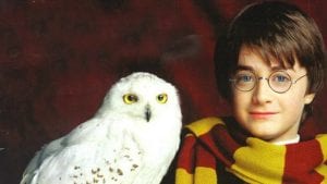 Harry Potter e la pietra filosofale edvige curiosity movie