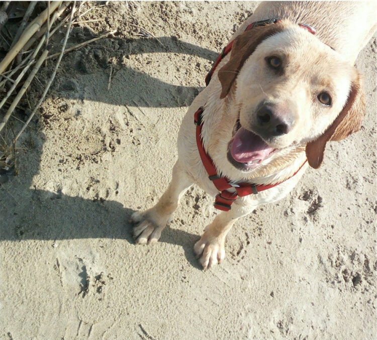 LA MALEDIZIONE DEL FORZIERE FANTASMA