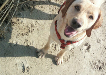 Bonny Curiosity Movie